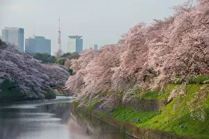 Images Dated 17th February 2018: Cherry blossom at chidorigafuchi with Tokyo tower