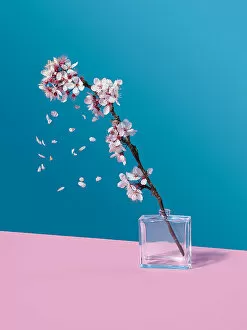 Flower Art Gallery: Cherry Blossom and glass jar