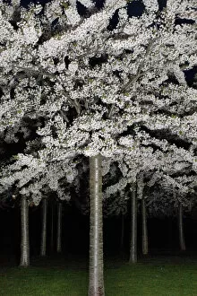Muriel de Seze Fine Art Gallery: Cherry blossom by night