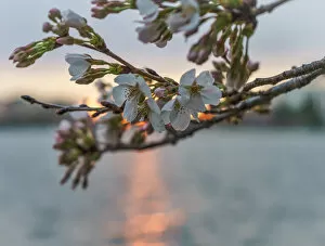 Delicate Cherry Blossoms Collection: Cherry Blossom Sunrise