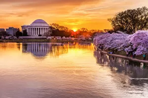 Thomas Jefferson Memorial Gallery: Cherry blossom sunrise