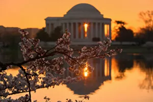 Delicate Cherry Blossoms Gallery: Cherry blossom sunrise