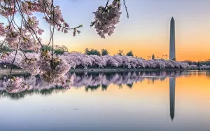 Images Dated 15th March 2016: Cherry Blossom Sunrise over Tidal Basin