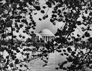 Thomas Jefferson Memorial Gallery: Cherry Blossom Time