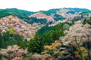 Images Dated 8th April 2015: Cherry Blossom in Yoshinoyama