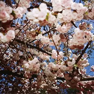 Images Dated 2nd October 2003: Cherry Blossoms