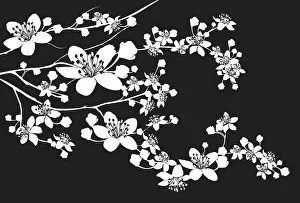 Flower Art Collection: Cherry Blossoms, 165599233
