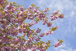 Cherry blossoms, Altes Land fruit-growing region, Lower Saxony, Germany, Europe