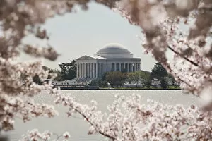 Images Dated 1st April 2008: cherry blossoms in DC: Jefferson Memorial