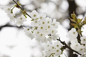 Cherry blossoms, flowers of the Wild cherry or Sweet cherry -Prunus avium-, Franconian Switzerland, Upper Franconia
