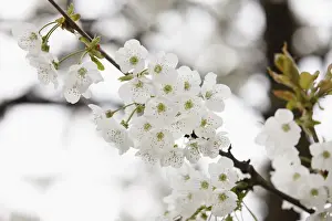 Franconia Prints: Cherry blossoms, flowers of the Wild cherry or Sweet cherry -Prunus avium