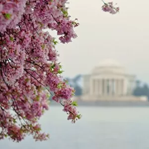 Delicate Cherry Blossoms Collection: Cherry Blossoms and Jefferson Memorial