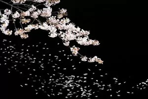 Pink Collection: Cherry blossoms at night