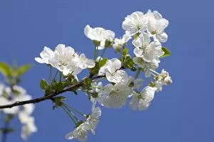 Images Dated 23rd April 2011: Cherry blossoms -Prunus sp.-, Mostviertel, Must Quarter, Lower Austria, Austria, Europe