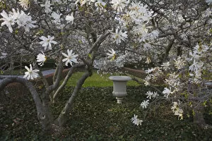 Henri Silberman Collection Gallery: Cherry blossoms in spring