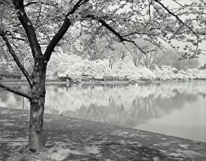 Spring Prints: Cherry Blossoms around the Tidal Basin in Washington DC in Spring