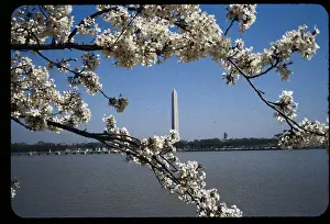 Cherry Blossoms in Washington