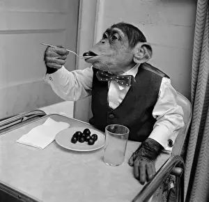 Cherry Chimp