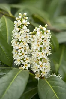 Images Dated 11th May 2013: Cherry Laurel or Common Laurel -Prunus laurocerasus, Laurocerasus officinalis- flowers and leaves