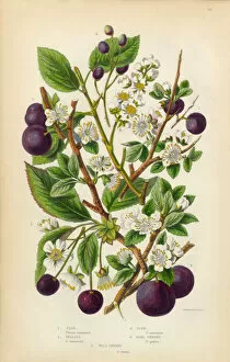 The Flowering Plants and Ferns of Great Britain Collection: Cherry, Plum, Sloe and Bullace Victorian Botanical Illustration