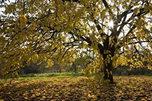 Mood Filled Prints: Cherry tree in autumn, Pfalz, Rhineland-Palatinate, Germany, Europe