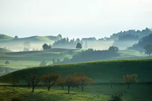 Morning Fog Gallery: Cherry trees in autumn, morainic landscape, Hirzel area, Zurich, Switzerland, Europe