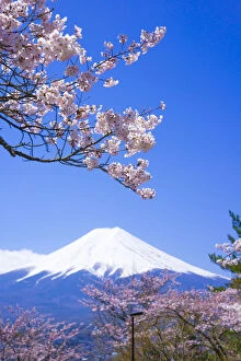 Images Dated 25th April 2012: Cherry trees and Mt. Fuji