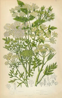Fruit Gallery: Chervil, Carrot, Sweet Cicely, Cicely, Victorian Botanical Illustration
