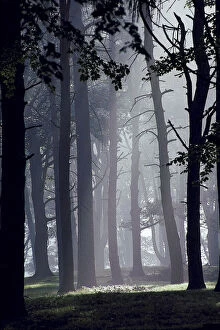Woods Gallery: cheshire, day, eerie, england, europe, fog, forest, idyllic, landscape, mist, outdoor
