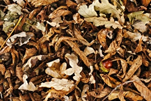 Buck Gallery: Chestnut amidst autumn foliage