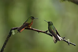 Images Dated 3rd February 2018: Chestnut-breasted and Buff-tailed Coronets