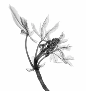 Delicate Gallery: Chestnut buds, X-ray