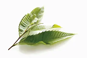 Chestnut (Castanea sativa), leaves and seeds