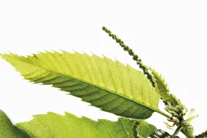 Chestnut Prints: Chestnut (Castanea sativa), leaves and seeds