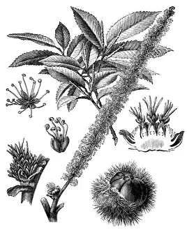 Chestnut Tree Prints: Chestnut (Castanea vesca)