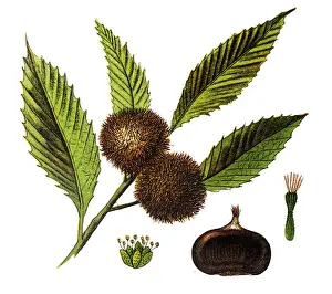 Chestnut (Castanea vesca)
