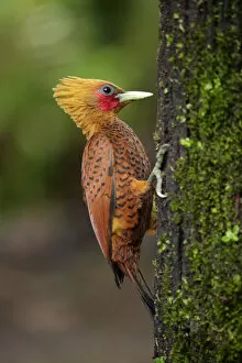 Images Dated 20th April 2017: Chestnut-colored Woodpecker