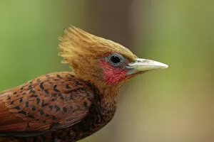 Images Dated 14th June 2017: Chestnut-colored Woodpecker