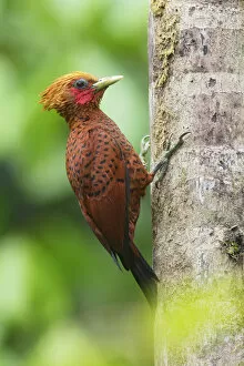 Images Dated 21st April 2016: Chestnut-colored Woodpecker