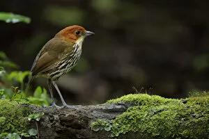 Images Dated 17th September 2017: Chestnut-crowned Antpitta