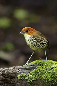 Images Dated 4th April 2017: Chestnut-crowned Antpitta
