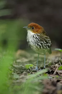 Images Dated 7th April 2017: Chestnut-crowned Antpitta