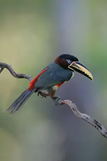 Chestnut-eared Aracari (Pteroglossus castanotis)