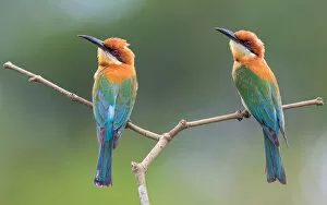 Images Dated 21st May 2016: Chestnut-headed Bee-eater