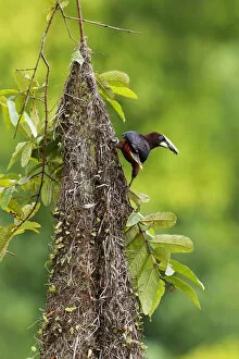 Images Dated 7th September 2017: Chestnut-headed Oropendola