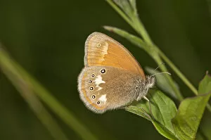 Chestnut Heath butterfly -Coeonympha glycerion-, Neresheim, Baden-Wuerttemberg, Germany, Europe