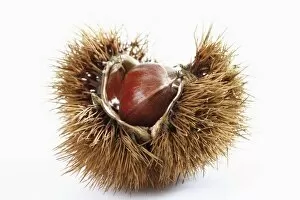 Images Dated 10th October 2011: Chestnuts, edible nuts, sweet chestnut -Castanea sativa-
