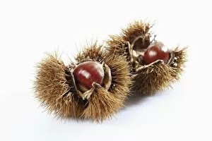 Images Dated 10th October 2011: Chestnuts, edible nuts, sweet chestnut -Castanea sativa-