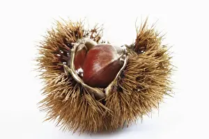Chestnut Prints: Chestnuts, edible nuts, sweet chestnut -Castanea sativa-