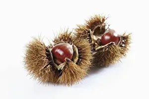 Still Life Prints: Chestnuts, edible nuts, sweet chestnut -Castanea sativa-